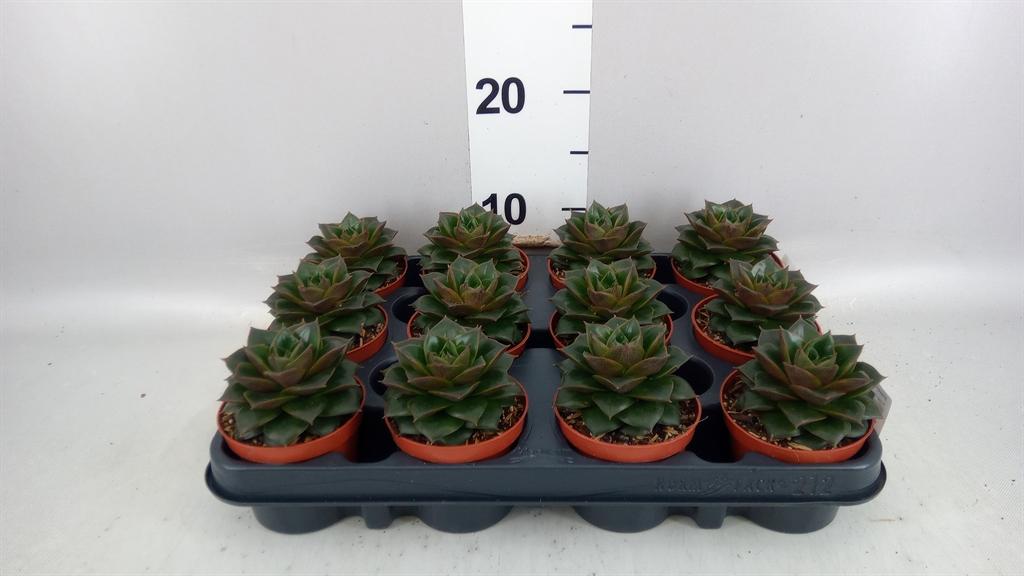 Горшечные цветы и растения оптом Echeveria Purpusorum от 12шт (для телеги) из Голландии с доставкой по России
