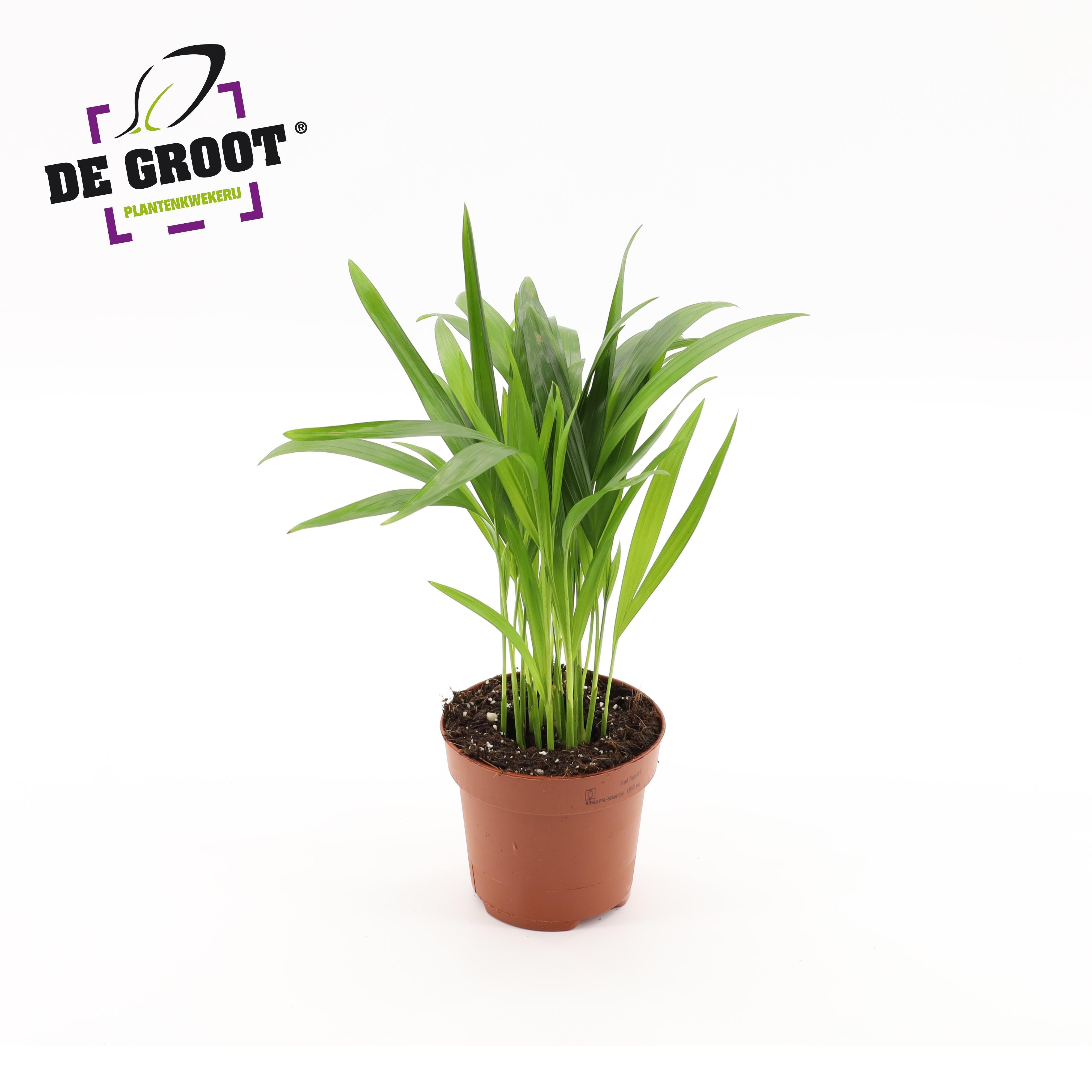 Горшечные цветы и растения оптом Dypsis Lutescens от 10шт из Голландии с доставкой по России