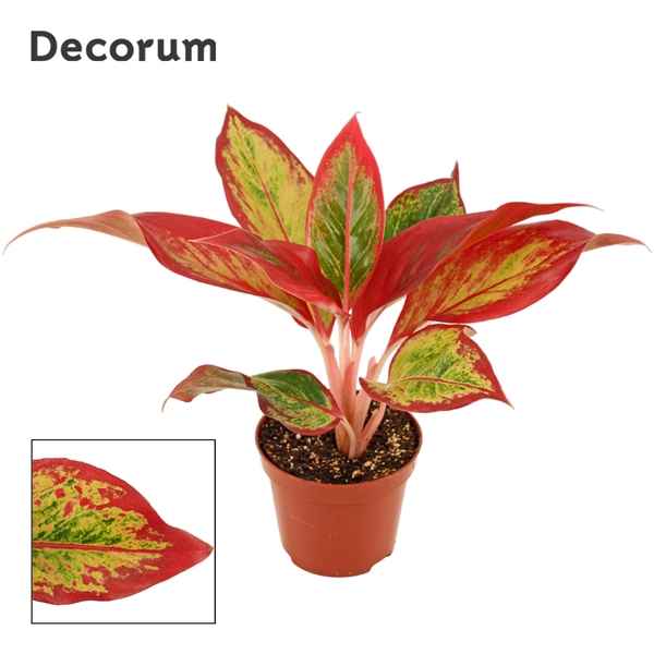 Горшечные цветы и растения оптом Aglaonema Red Fire (decorum) от 18шт из Голландии с доставкой по России