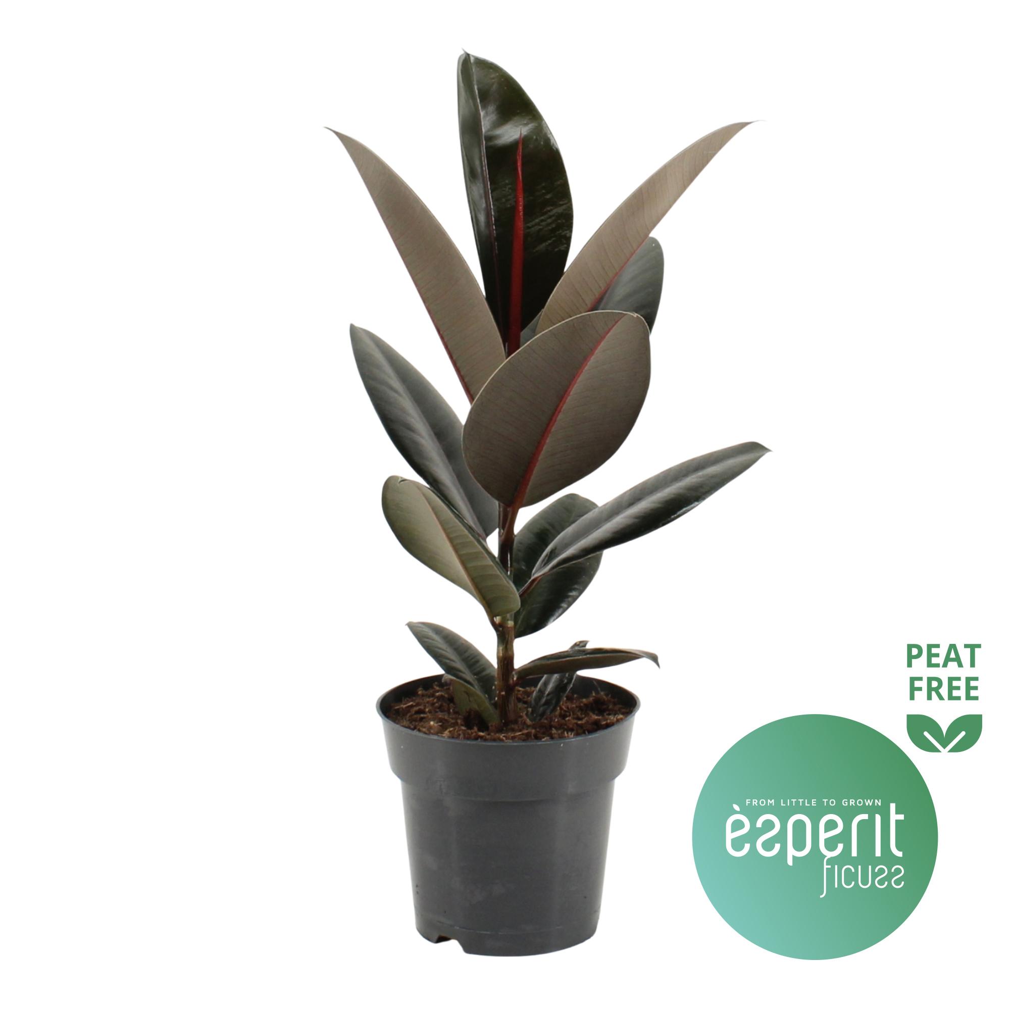 Горшечные цветы и растения оптом Ficus El Abidjan от 6шт из Голландии с доставкой по России