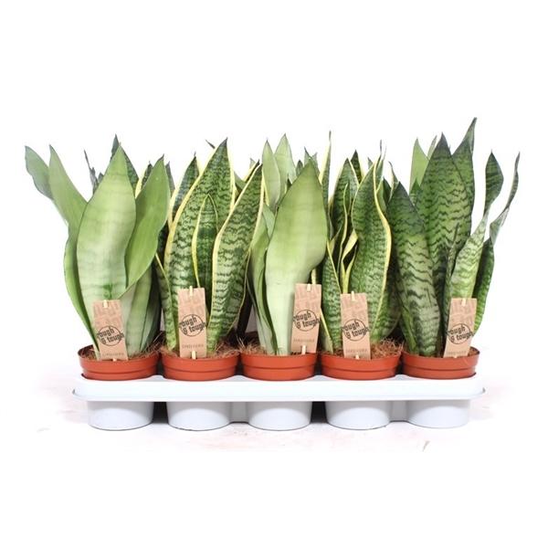 Горшечные цветы и растения оптом Sansevieria Mix от 10шт из Голландии с доставкой по России
