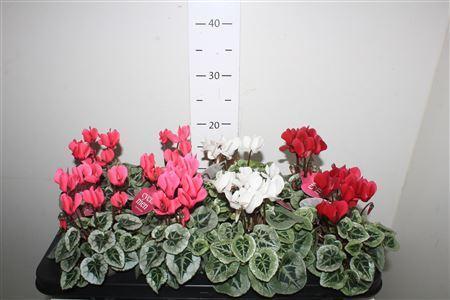 Горшечные цветы и растения оптом Cycl Kl Sup Picasso Mix от 8шт (для телеги) из Голландии с доставкой по России