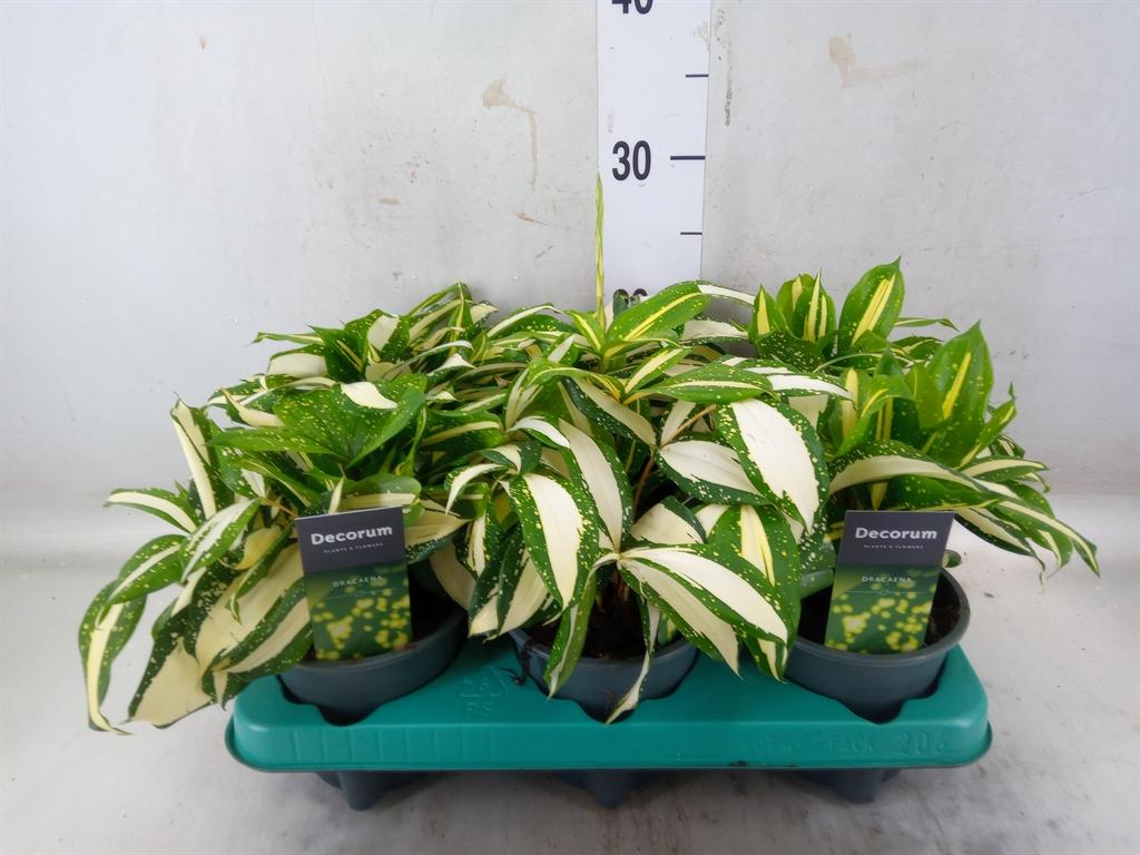Горшечные цветы и растения оптом Dracaena от 6шт из Голландии с доставкой по России