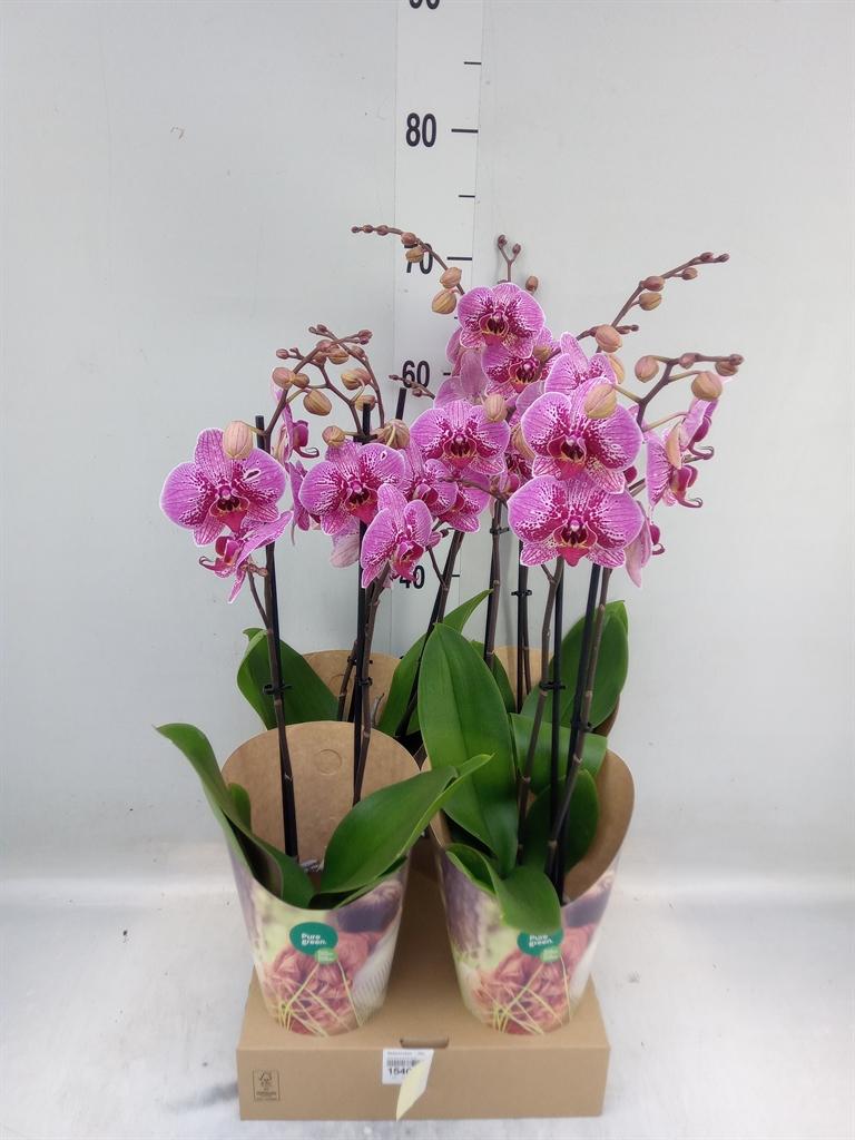 Горшечные цветы и растения оптом Phalaenopsis   ...lilac от 4шт' из Голландии с доставкой по России