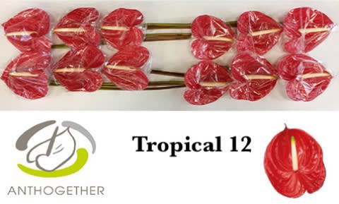 Срезанные цветы оптом Anthurium tropical от 12шт. из Голландии с доставкой по России