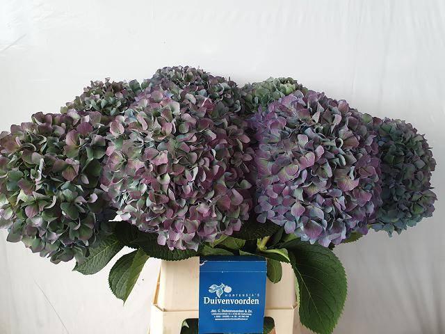 Срезанные цветы оптом Hydrangea pimpernel classic aubergine от 10шт из Голландии с доставкой по России