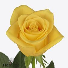 Срезанные цветы оптом Rosa large momentum+ от 60шт из Голландии с доставкой по России