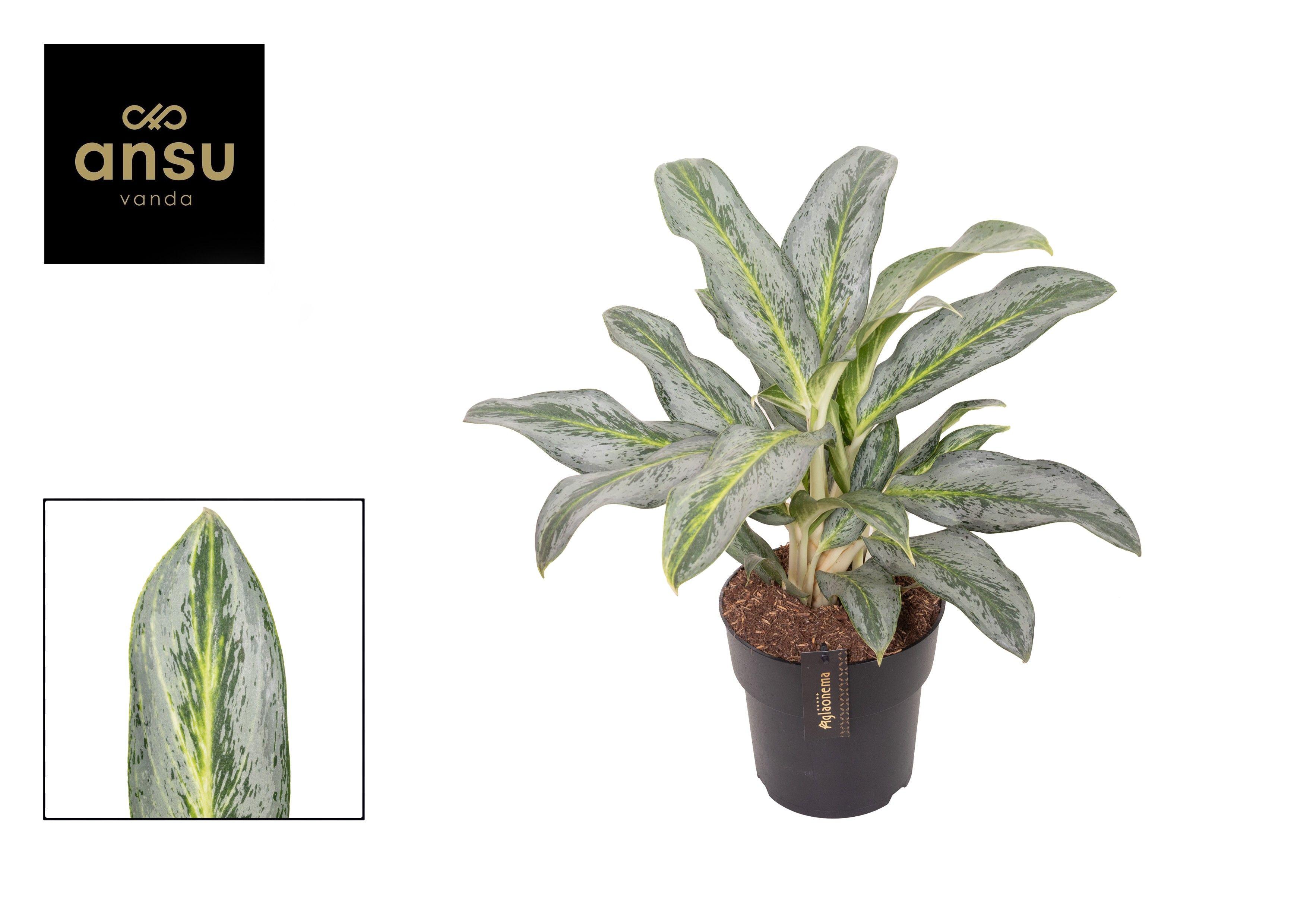 Горшечные цветы и растения оптом Aglaonema Emerald Stone от 3шт из Голландии с доставкой по России