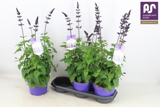 Горшечные цветы и растения оптом Salvia Lake Blueberr от 3шт из Голландии с доставкой по России