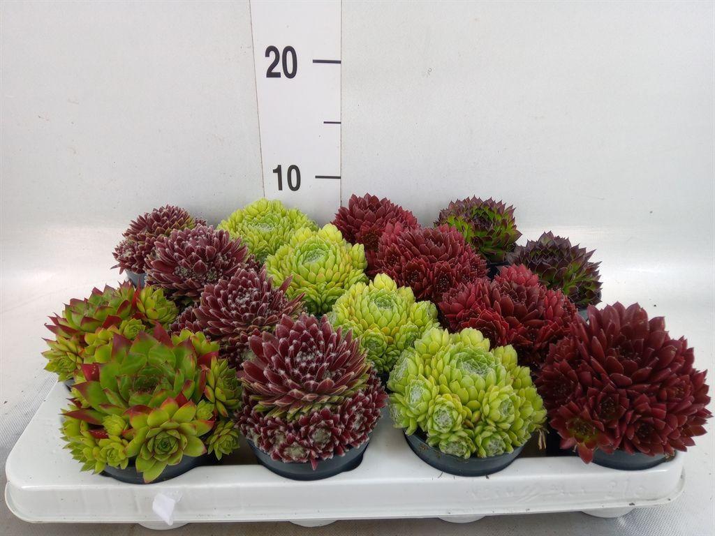 Горшечные цветы и растения оптом Sempervivum   ... от 16шт (для телеги) из Голландии с доставкой по России