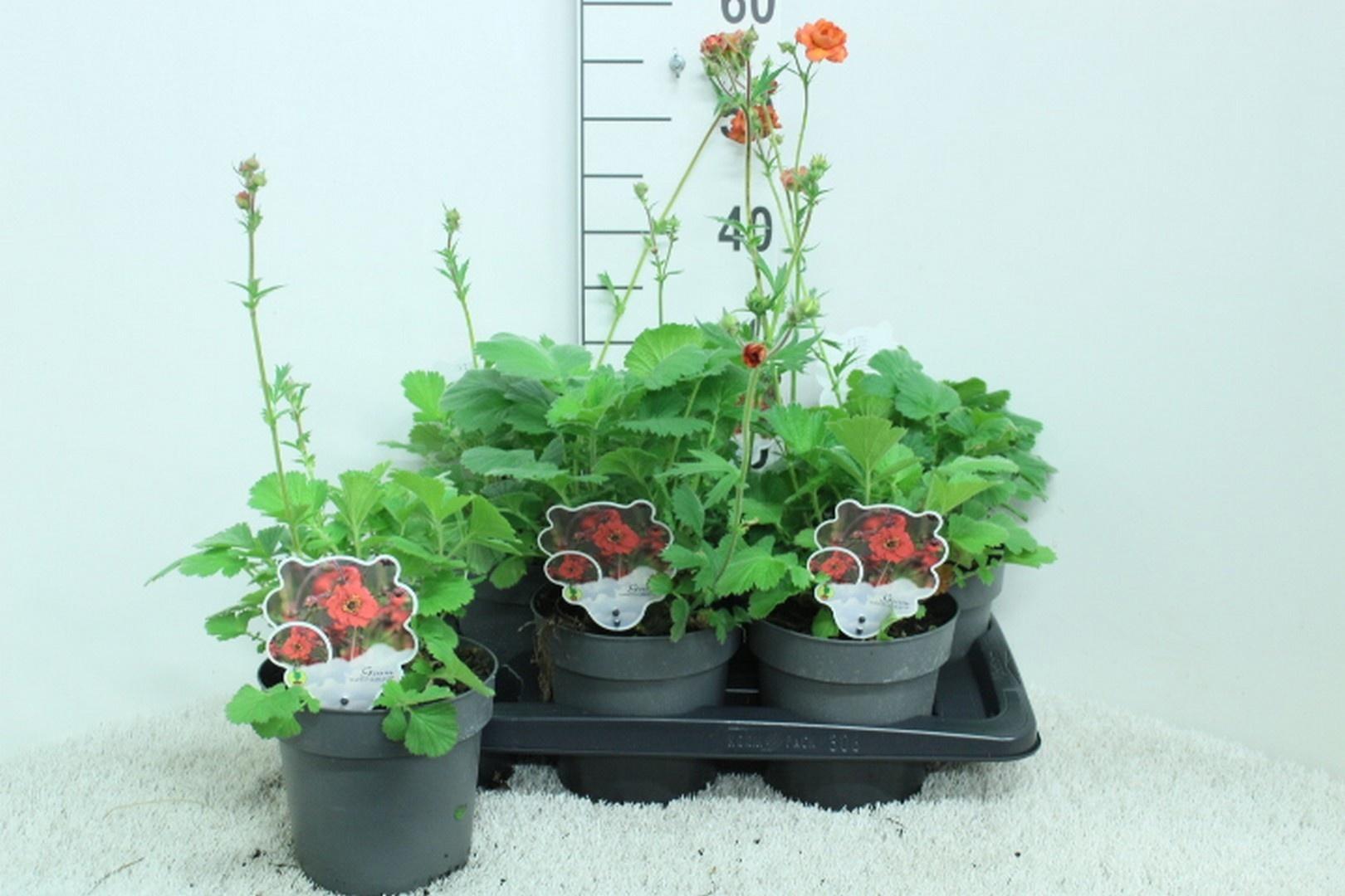 Горшечные цветы и растения оптом Geum Scarlet Tempest от 6шт из Голландии с доставкой по России