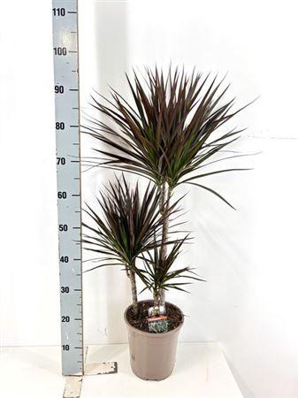 Горшечные цветы и растения оптом Dra Marg Magenta 45-25-10 Cm от 1шт из Голландии с доставкой по России