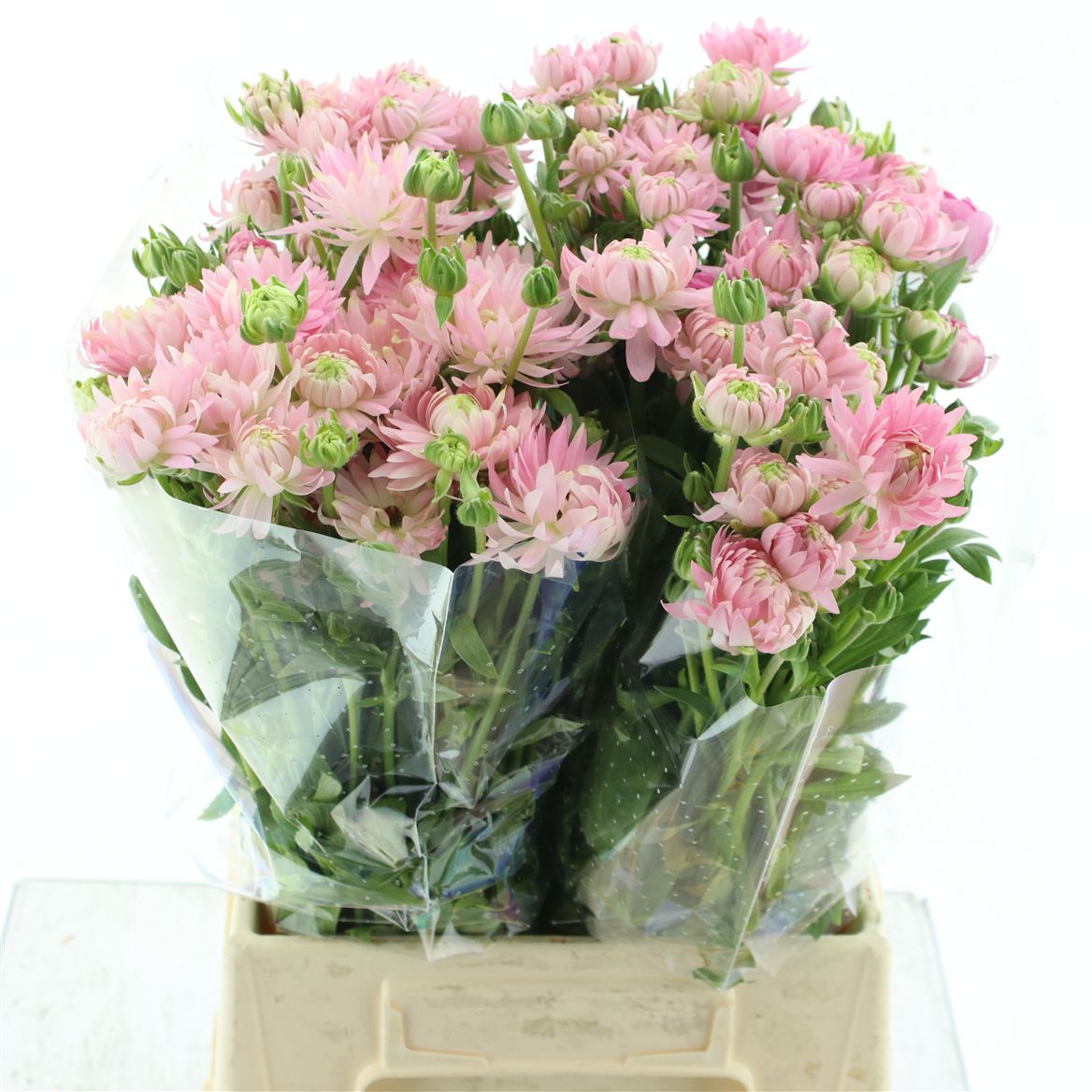 Срезанные цветы оптом Ranunculus natura moderna venus от 40шт из Голландии с доставкой по России