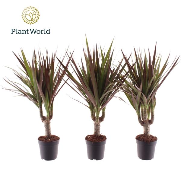 Горшечные цветы и растения оптом Drac Magenta 7cm Stem (decorum) от 16шт (для телеги) из Голландии с доставкой по России