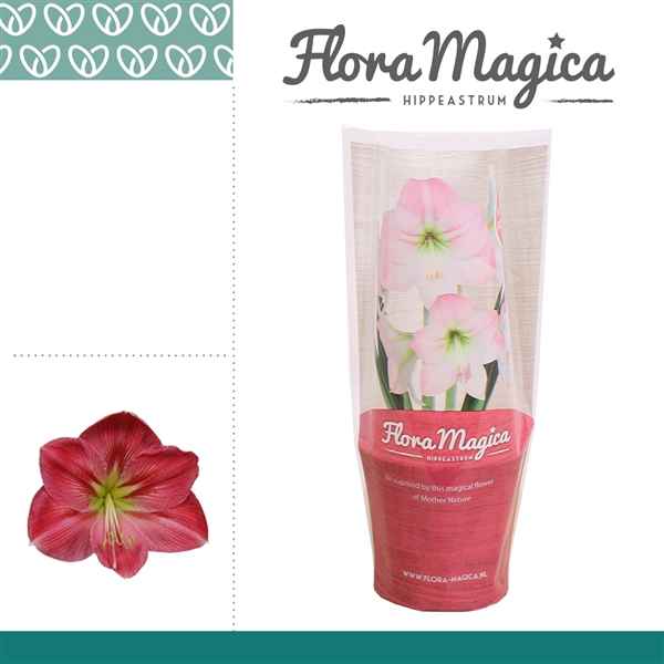 Горшечные цветы и растения оптом Hipp Sweet Pink 1pp In Sleeve от 10шт из Голландии с доставкой по России