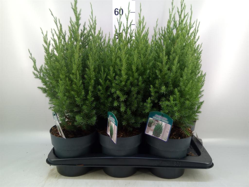 Горшечные цветы и растения оптом Juniperus Chinensis stricta от 6шт из Голландии с доставкой по России