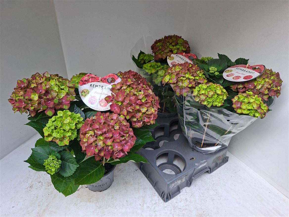 Горшечные цветы и растения оптом Hydrangea Ma Rembrandt Rosso Glory 7+ от 3шт из Голландии с доставкой по России