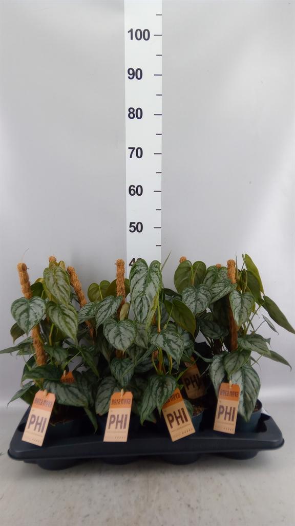 Горшечные цветы и растения оптом Philodendron Brandtianum от 8шт из Голландии с доставкой по России