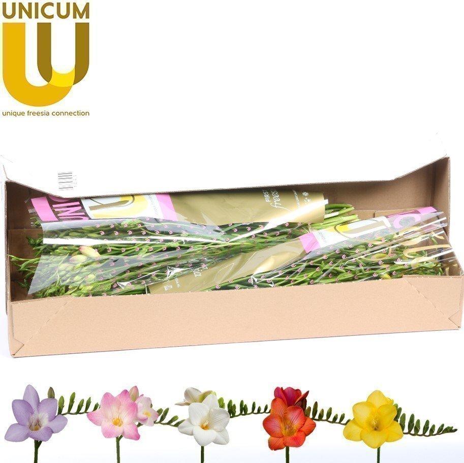 Срезанные цветы оптом Freesia si mix in box от 100шт из Голландии с доставкой по России