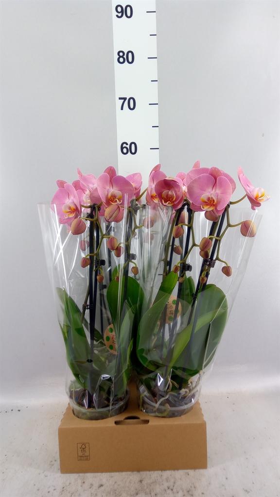 Горшечные цветы и растения оптом Phal Elegant Cascade от 4шт из Голландии с доставкой по России