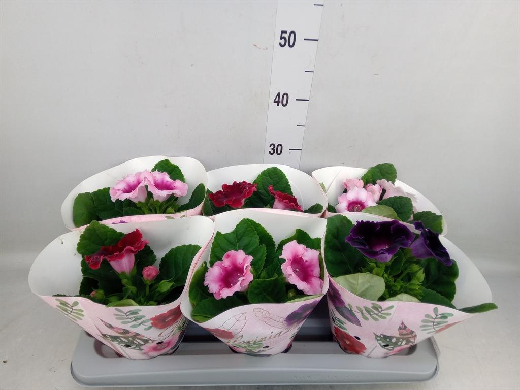 Горшечные цветы и растения оптом Sinningia   ...mix от 6шт (для телеги) из Голландии с доставкой по России