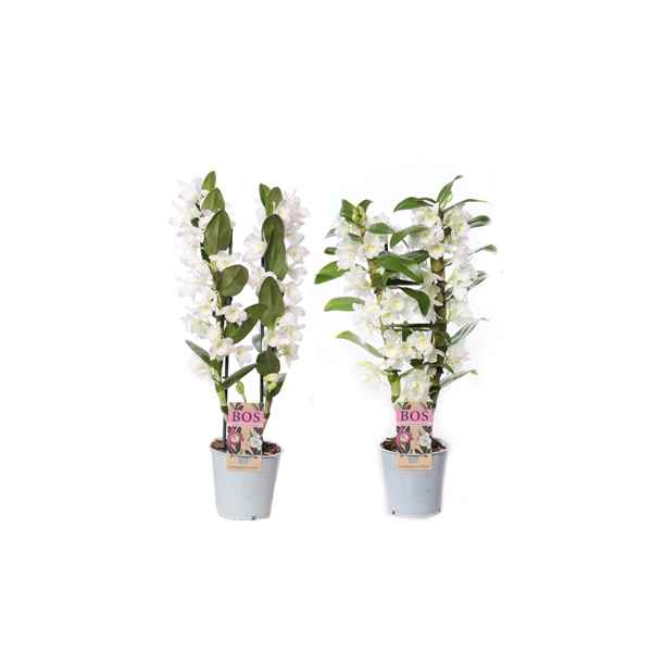 Горшечные цветы и растения оптом Dendr Nob 2st Classic Apollon Kumiko от 10шт из Голландии с доставкой по России