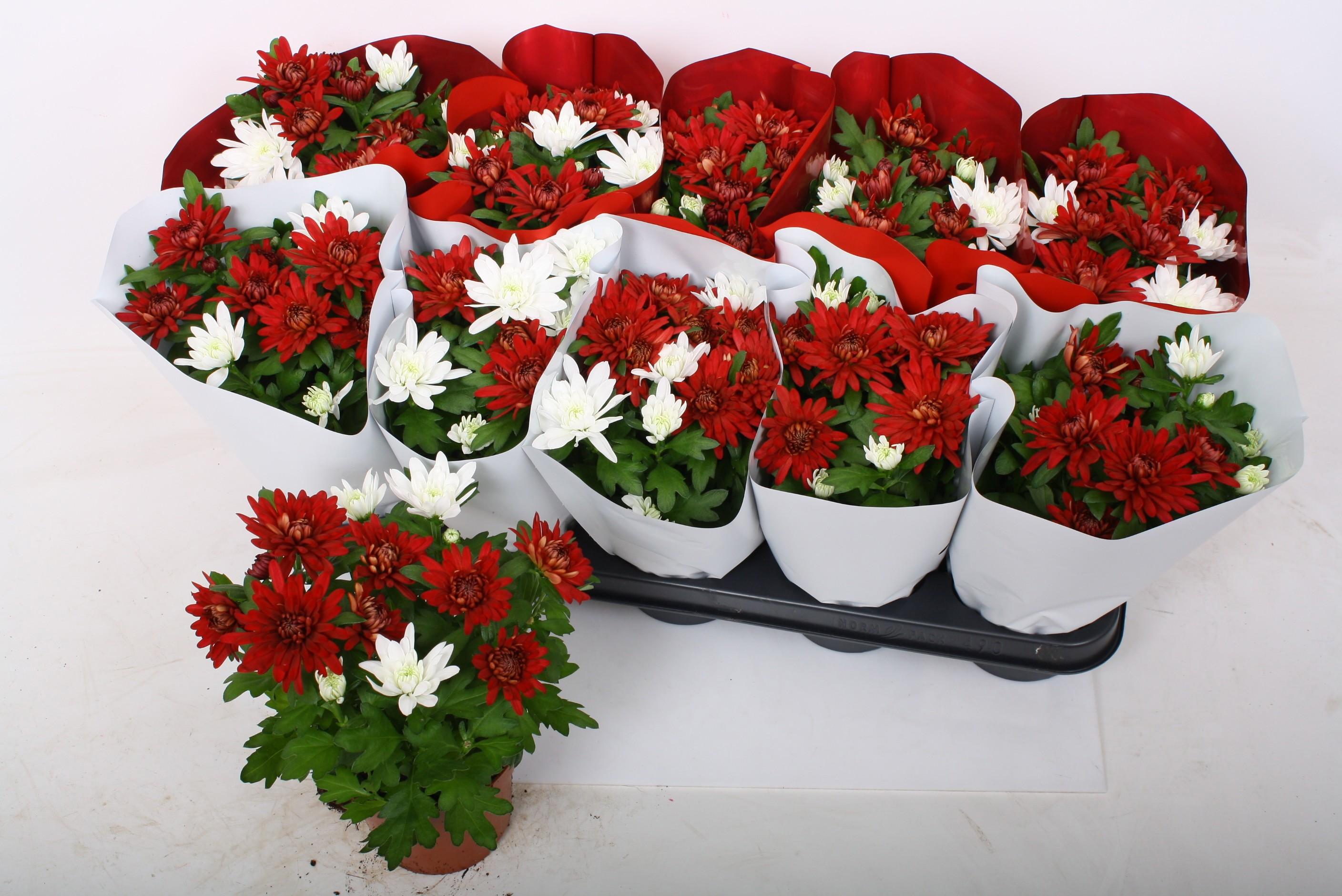 Горшечные цветы и растения оптом Chrys Chrystal Gem от 10шт из Голландии с доставкой по России