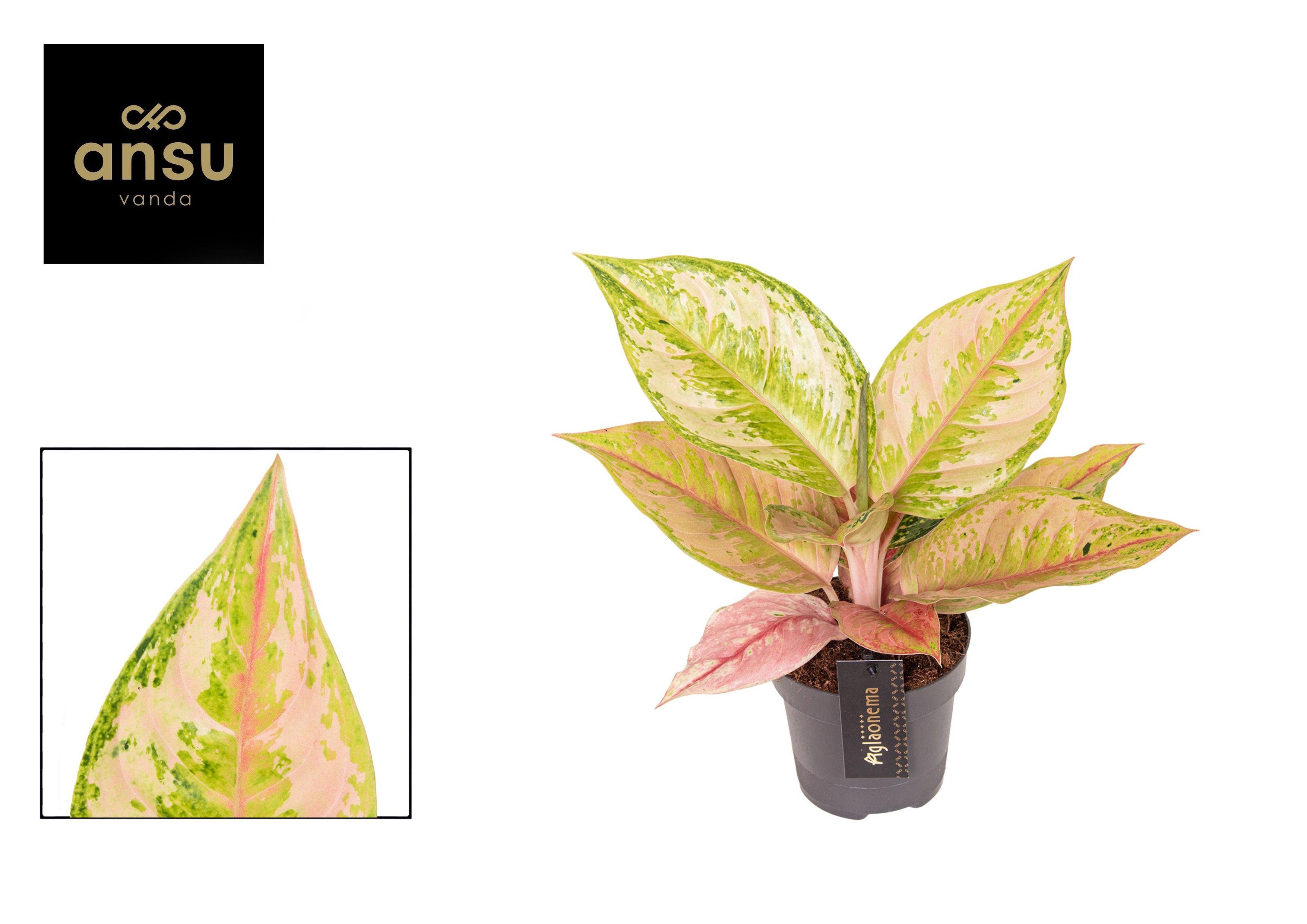 Горшечные цветы и растения оптом Aglaonema Pastella от 6шт из Голландии с доставкой по России