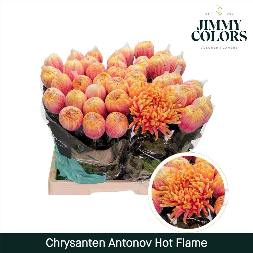 Срезанные цветы оптом Chrys bl paint antonov hot flame от 10шт из Голландии с доставкой по России