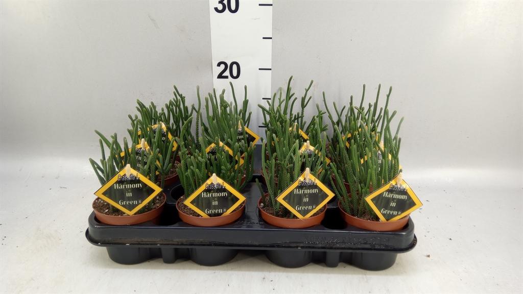 Горшечные цветы и растения оптом Crassula ... от 12шт (для телеги) из Голландии с доставкой по России