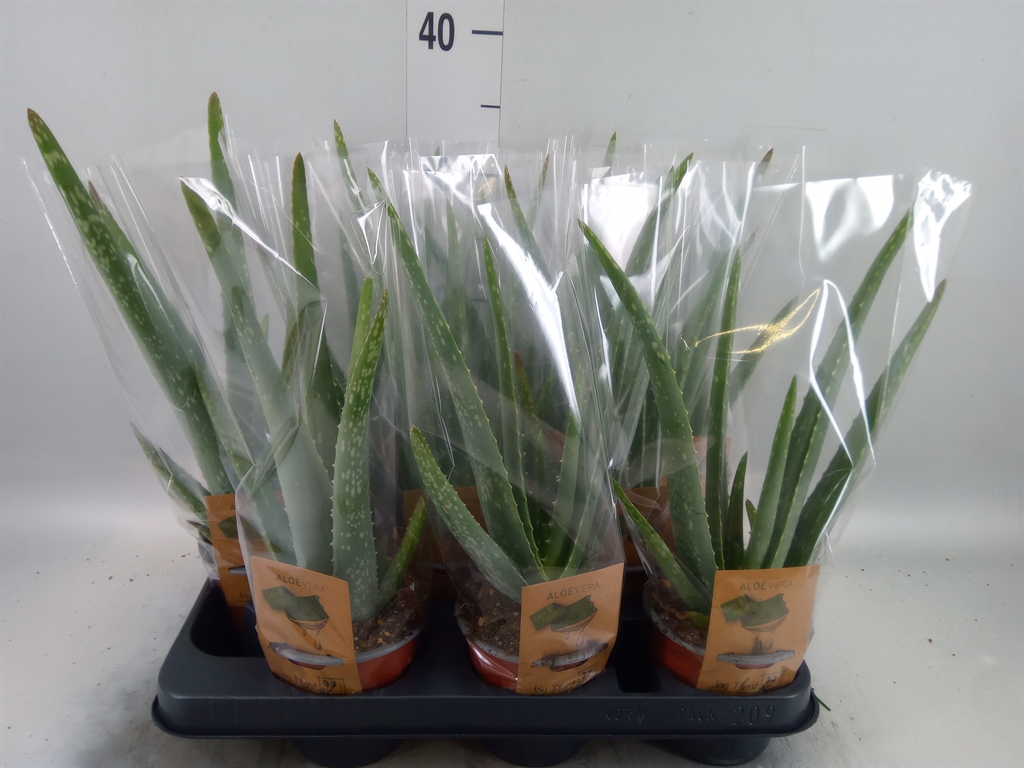 Горшечные цветы и растения оптом Aloe Vera от 9шт' из Голландии с доставкой по России