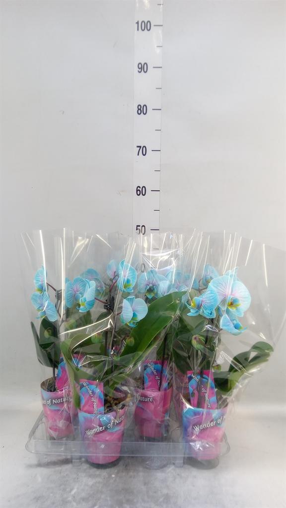 Горшечные цветы и растения оптом Phalaenopsis   ... от 6шт (для телеги) из Голландии с доставкой по России