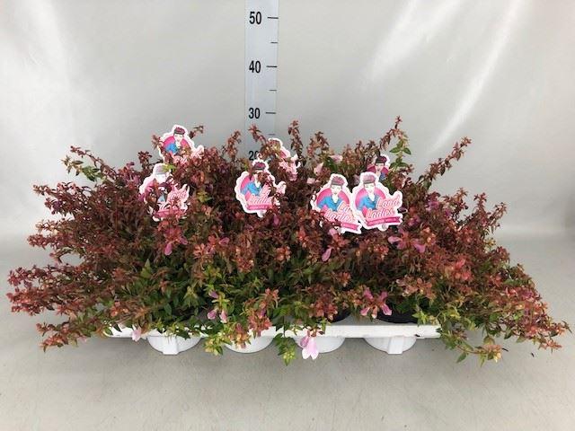 Горшечные цветы и растения оптом Abelia ... от 8шт из Голландии с доставкой по России