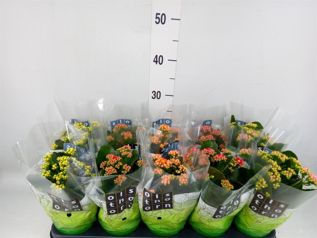 Горшечные цветы и растения оптом Kalanchoe Blos.   ..rosebud Mix  4 от 10шт из Голландии с доставкой по России