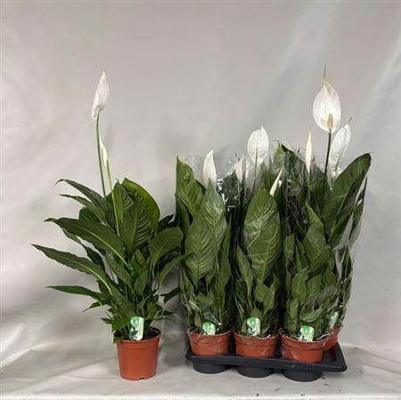 Горшечные цветы и растения оптом Spath Verdi 3-4++ * Spring Deal * от 6шт из Голландии с доставкой по России