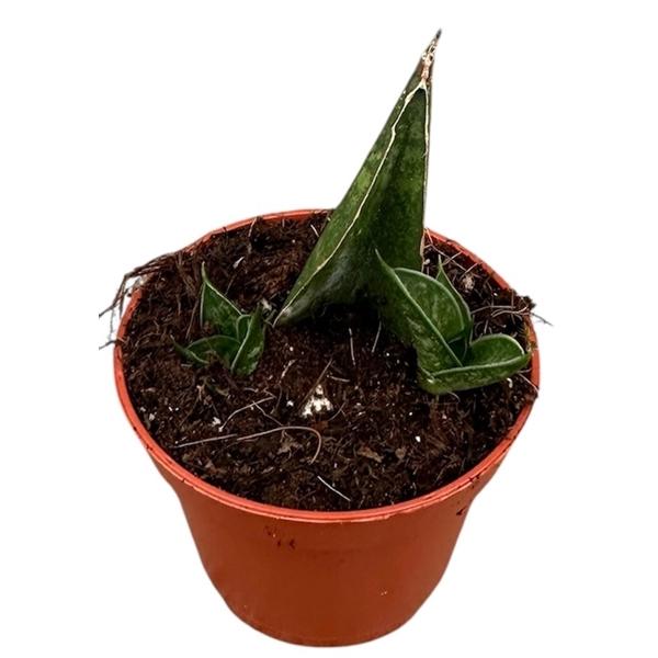 Горшечные цветы и растения оптом Sansevieria Table Mountain от 1шт (для телеги) из Голландии с доставкой по России