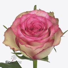 Срезанные цветы оптом Rosa large monique от 80шт. из Голландии с доставкой по России