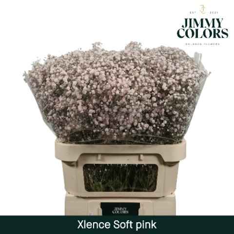 Срезанные цветы оптом Gyps large paint pink light от 50шт из Голландии с доставкой по России