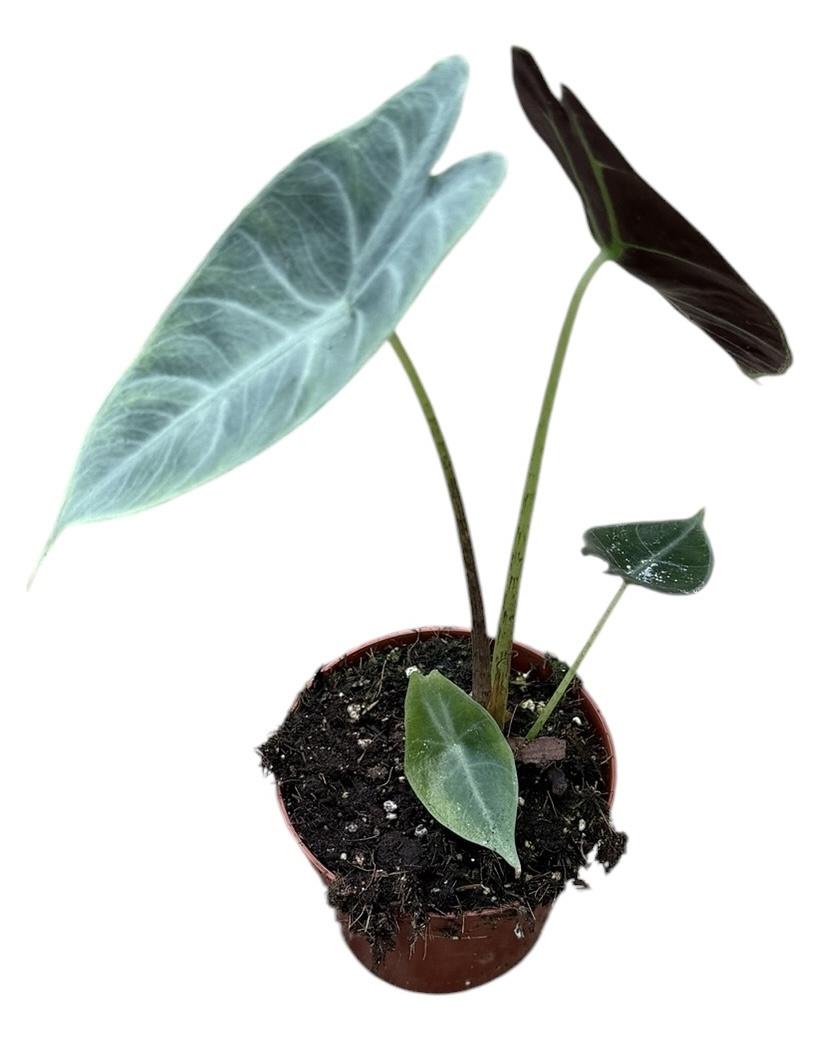 Горшечные цветы и растения оптом Alocasia Longiloba Silver от 1шт (для телеги) из Голландии с доставкой по России