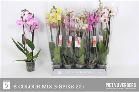 Горшечные цветы и растения оптом Phal 3st Mix 18+ (by-5) от 10шт из Голландии с доставкой по России