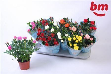 Горшечные цветы и растения оптом Rosa Beau Monde Mix от 12шт из Голландии с доставкой по России