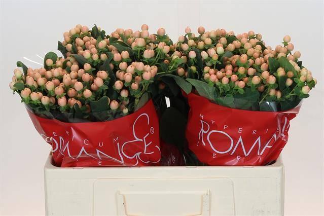 Срезанные цветы оптом Hypericum mellow romance от 100шт из Голландии с доставкой по России