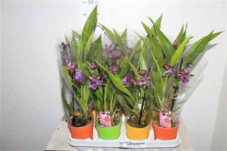 Горшечные цветы и растения оптом Orchidea Zygop Impasto Blue от 12шт из Голландии с доставкой по России