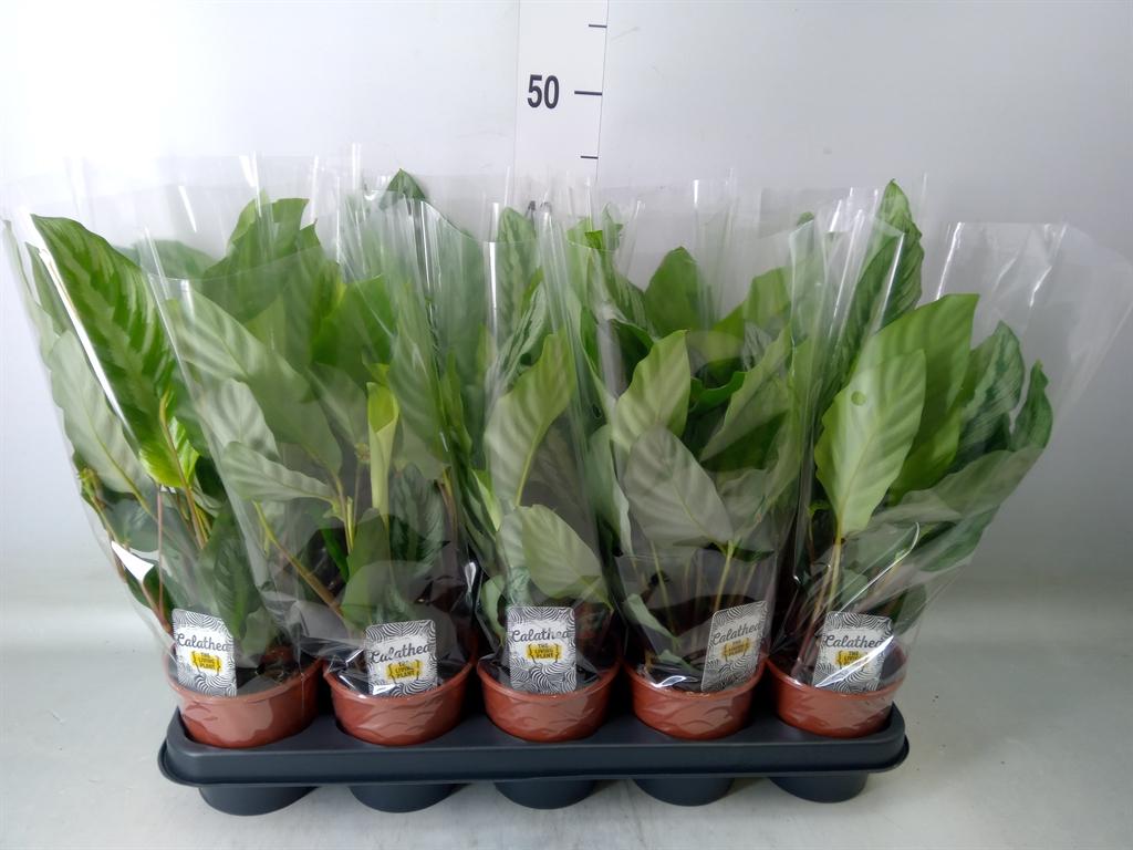 Горшечные цветы и растения оптом Calathea   ... от 10шт из Голландии с доставкой по России