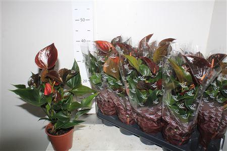 Горшечные цветы и растения оптом Anthu An C Chocolate 4+ от 10шт из Голландии с доставкой по России