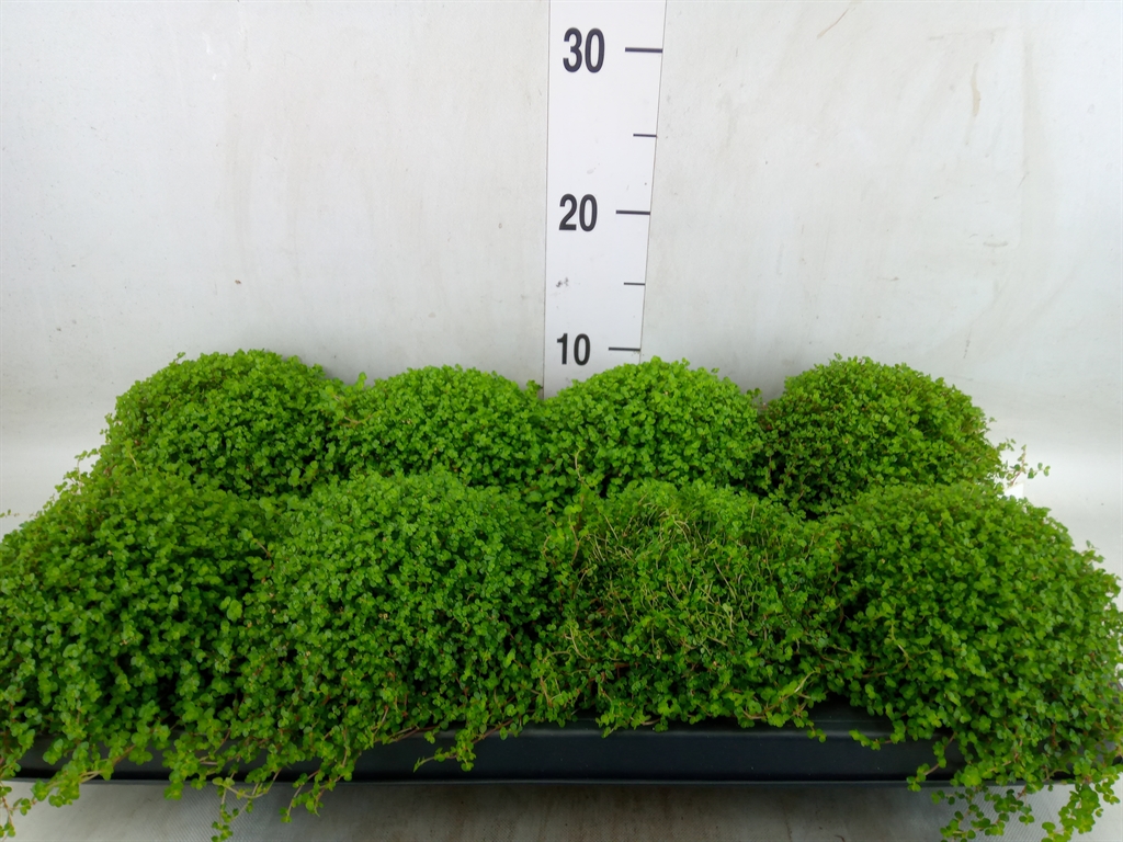 Горшечные цветы и растения оптом Soleirolia Soleirolii   ...green от 8шт из Голландии с доставкой по России