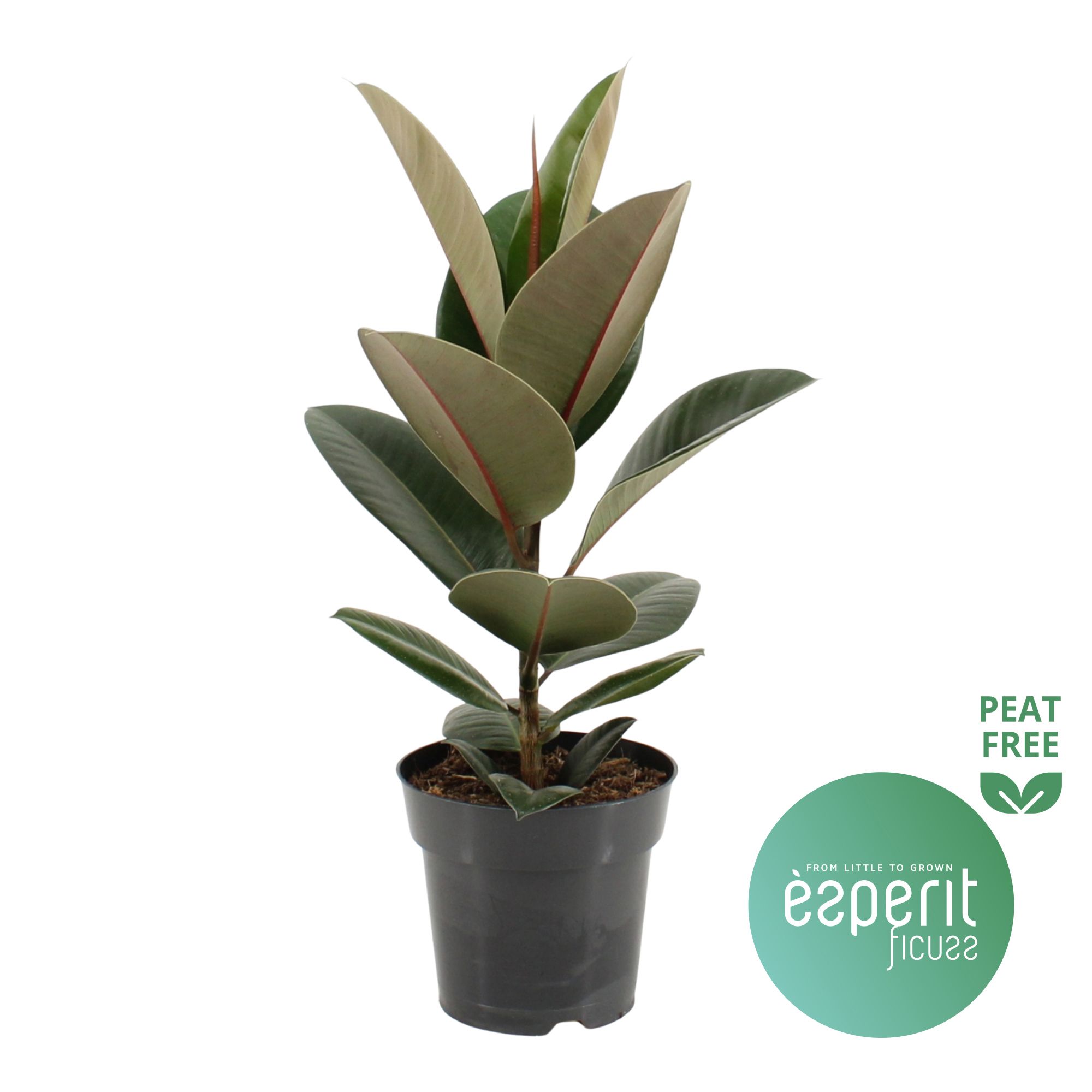 Горшечные цветы и растения оптом Ficus El Robusta от 6шт из Голландии с доставкой по России