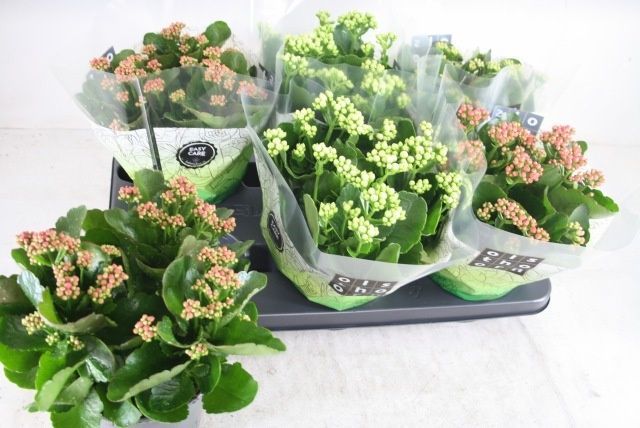 Горшечные цветы и растения оптом Kal Ge Gem 4 Kl от 6шт из Голландии с доставкой по России