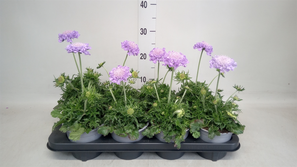 Горшечные цветы и растения оптом Scabiosa Columb. от 8шт из Голландии с доставкой по России