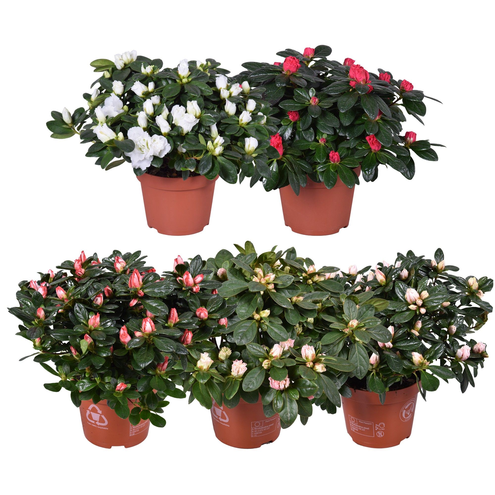 Горшечные цветы и растения оптом Azalea Spring Mix от 6шт из Голландии с доставкой по России